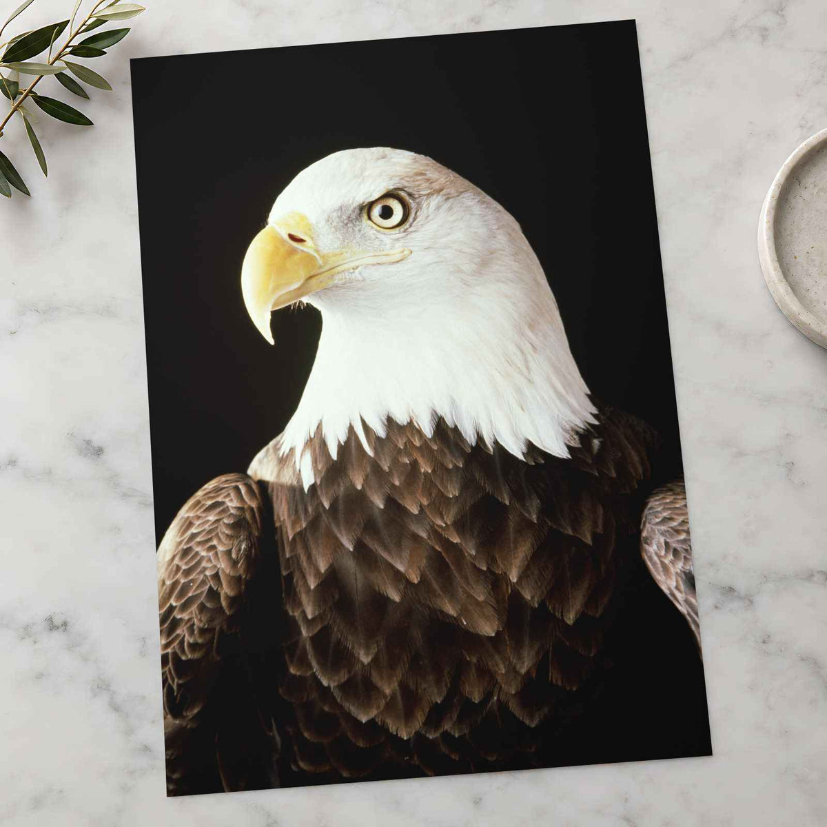 Close Up of Bald Eagle on Black Background Photographic Art Print (7 Sizes)