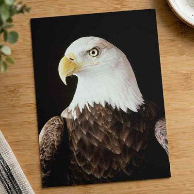 Close Up of Bald Eagle on Black Background Photographic Art Print (7 Sizes)