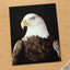 Close Up of Bald Eagle on Black Background Photographic Art Print (7 Sizes)