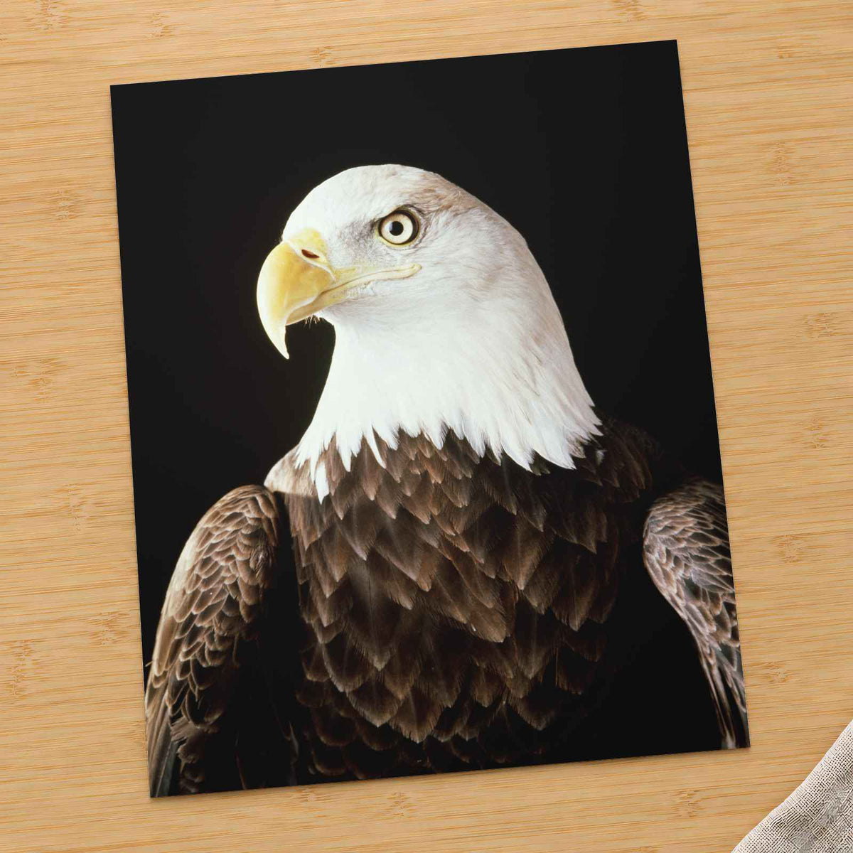 Close Up of Bald Eagle on Black Background Photographic Art Print (7 Sizes)