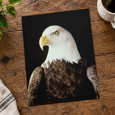 Close Up of Bald Eagle on Black Background Photo Print Wall Decor