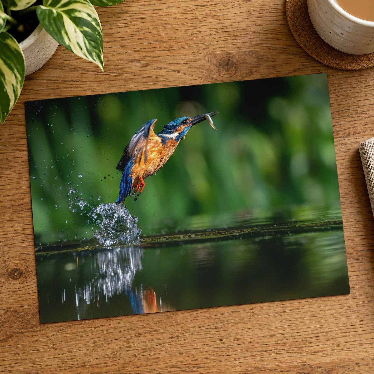 Common Kingfisher Emerging from Water Photographic Art Print (7 Sizes)