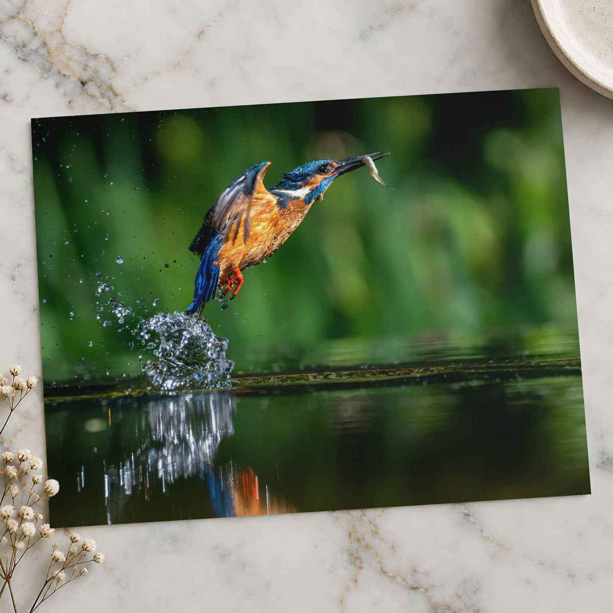Common Kingfisher Emerging from Water Photographic Art Print (7 Sizes)