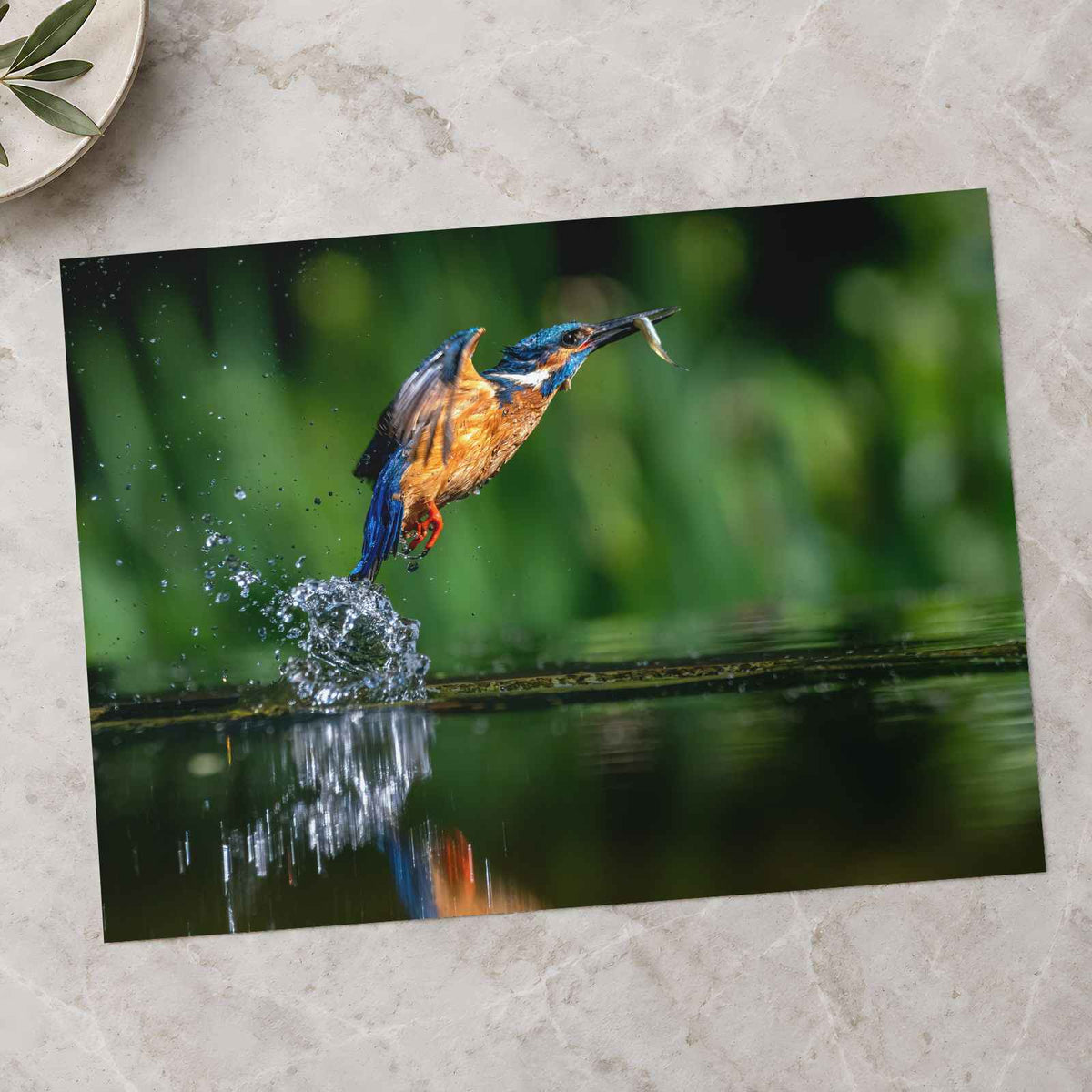 Common Kingfisher Emerging from Water Photographic Art Print (7 Sizes)
