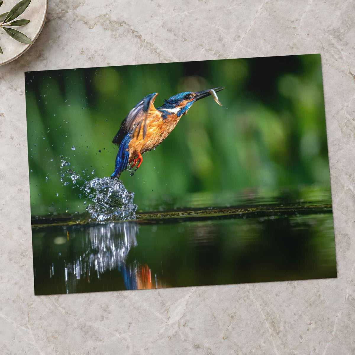 Common Kingfisher Emerging from Water Photo Print Wall Decor