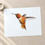 Male Rufous Hummingbird, White Background Photo Print (6 Sizes) - Printed in USA
