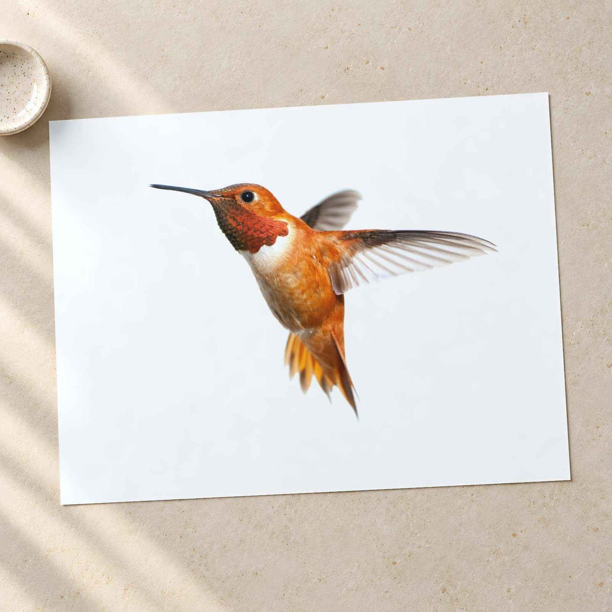 Male Rufous Hummingbird, White Background Photo Print (6 Sizes) - Printed in USA