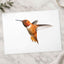 Male Rufous Hummingbird, White Background Photo Print (6 Sizes) - Printed in USA