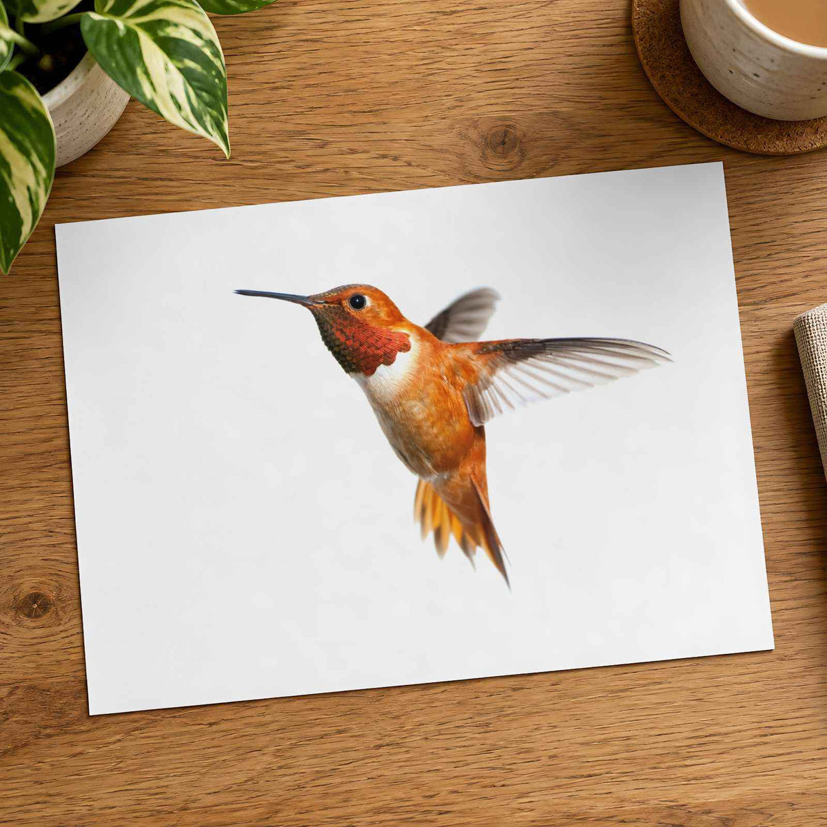 Male Rufous Hummingbird, White Background Photo Print (6 Sizes) - Printed in USA