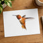 Male Rufous Hummingbird, White Background Photo Print (6 Sizes) - Printed in USA