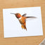 Male Rufous Hummingbird, White Background Photo Print (6 Sizes) - Printed in USA
