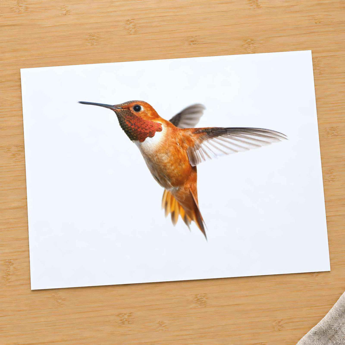 Male Rufous Hummingbird, White Background Photo Print (6 Sizes) - Printed in USA