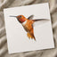 Male Rufous Hummingbird, White Background Photo Print (6 Sizes) - Printed in USA