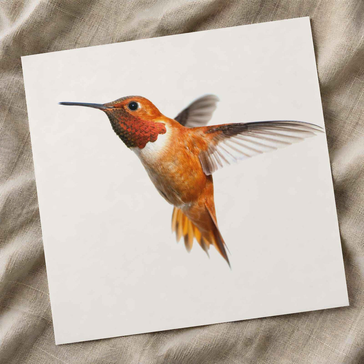 Male Rufous Hummingbird, White Background Photo Print (6 Sizes) - Printed in USA
