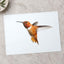 Male Rufous Hummingbird, White Background Photo Print (6 Sizes) - Printed in USA