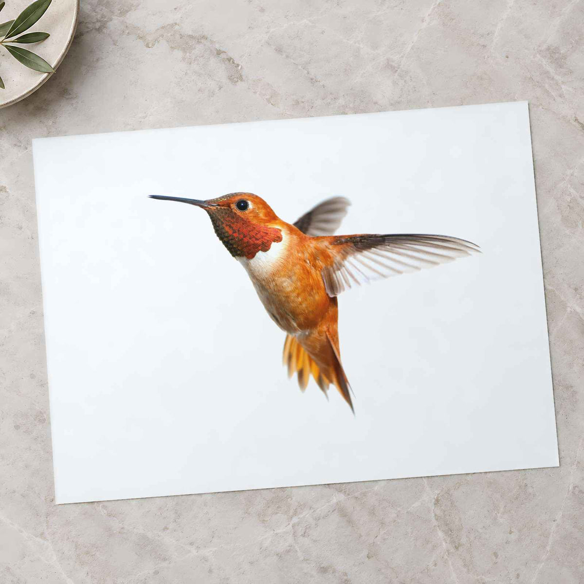 Male Rufous Hummingbird, White Background Photo Print (6 Sizes) - Printed in USA