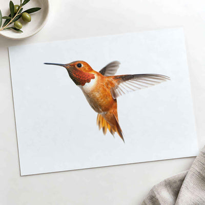 Male Rufous Hummingbird