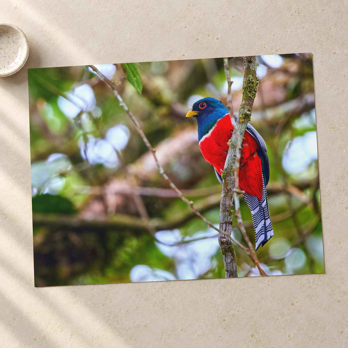 Colorful Bird Perched on Tree Branch Photo Wall Print (6 Sizes) - Printed in USA
