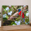 Colorful Bird Perched on Tree Branch Photo Wall Print (6 Sizes) - Printed in USA