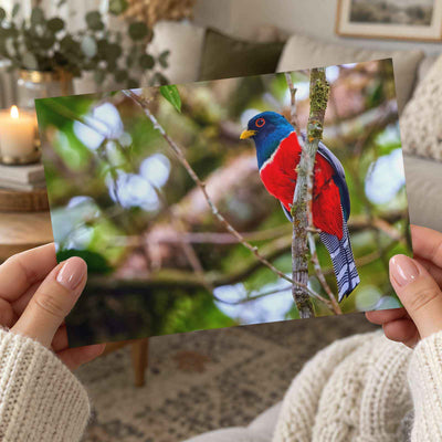 Colorful Bird Perched on Tree Branch Photo Wall Print (6 Sizes) - Printed in USA