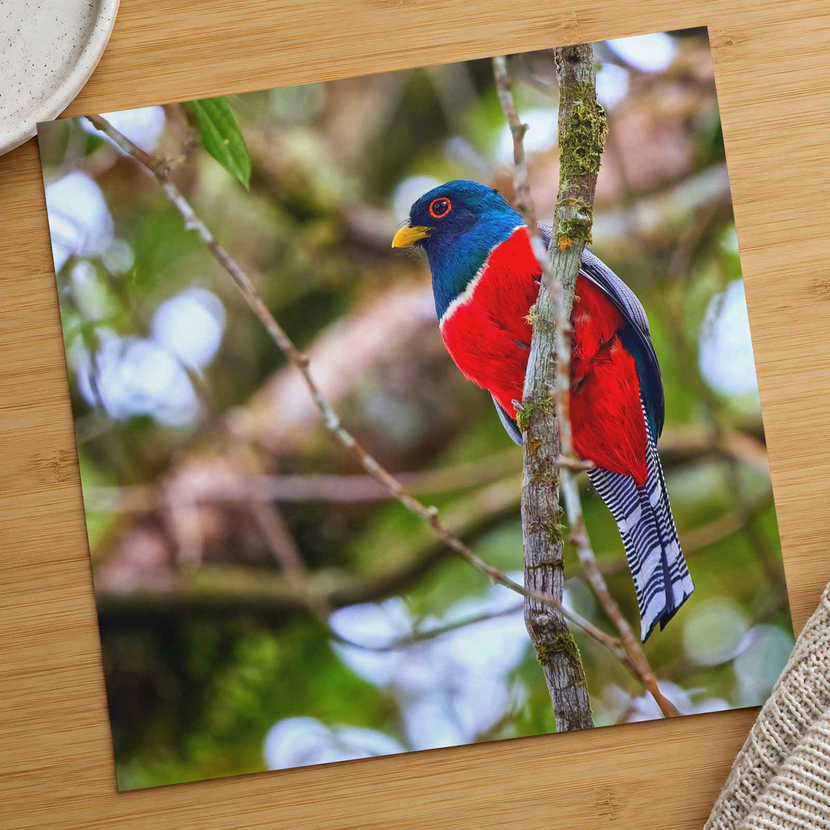 Colorful Bird Perched on Tree Branch Photo Wall Print (6 Sizes) - Printed in USA