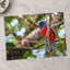 Colorful Bird Perched on Tree Branch Photo Wall Print (6 Sizes) - Printed in USA