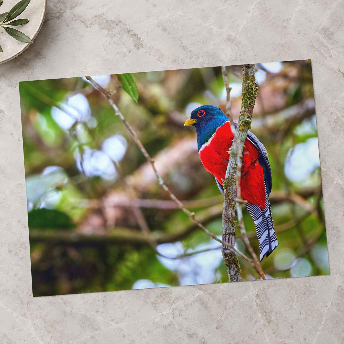 Colorful Bird Perched on Tree Branch Photo Wall Print (6 Sizes) - Printed in USA