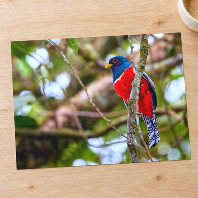 Colorful Bird Perched on Tree Branch by Zdeněk Macháček Photo Print Wall Decor