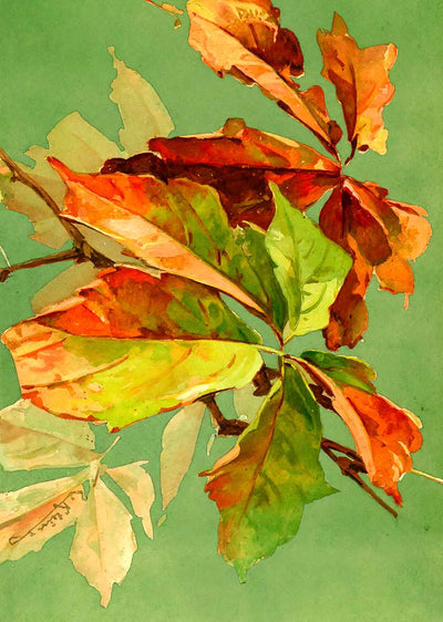 Vigne Vierge Leaves in 1903 Art Print (7 Sizes) - Archival Paper