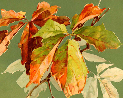 Virginian Creeper in 1906 vintage print
