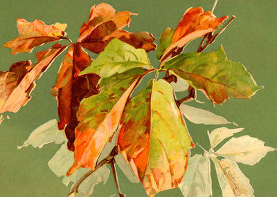 Virginian Creeper in 1906 Vintage Print (7 Sizes) - High Quality