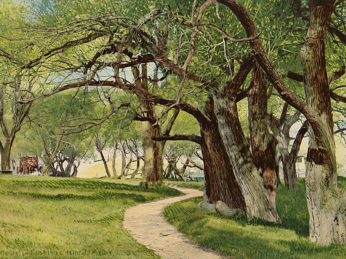 The Willows Cushing's Island Maine in 1908 Vintage Print (7 Sizes) - Restored