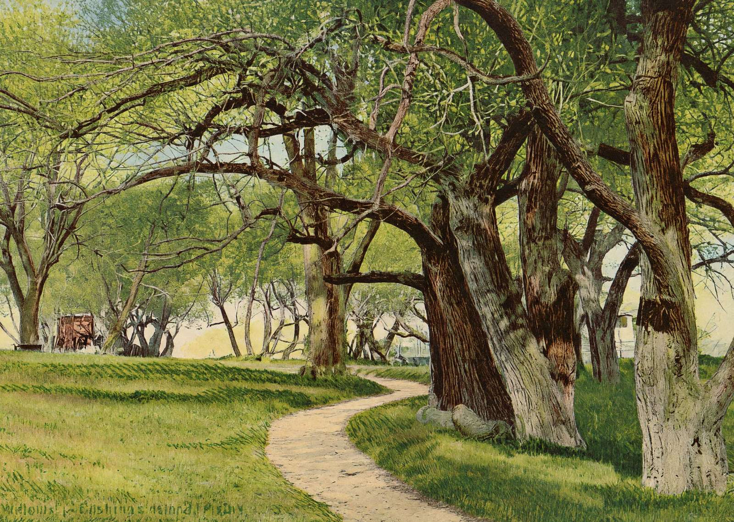 The Willows Cushing's Island Maine in 1908 Vintage Print (7 Sizes) - Restored