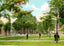 Yale University Campus in 1904 Vintage Print (7 Sizes) - Reproduction