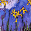 Yellow Irises with Pink Cloud 1914 by Claude Monet Fine Art Print (6 Sizes)