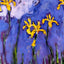 Yellow Irises with Pink Cloud 1914 by Claude Monet Fine Art Print (6 Sizes)