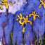 Yellow Irises with Pink Cloud fine art print by Claude Monet (1914)