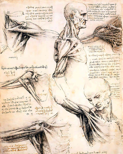 Anatomical Studies of the Shoulder by Leonardo da Vinci 8x10" Art Print