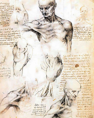 Anatomical Studies of a Male Shoulder by Leonardo da Vinci 8x10" Art Print
