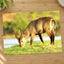 Male Antelope Grazing Photo Print Wall Decor