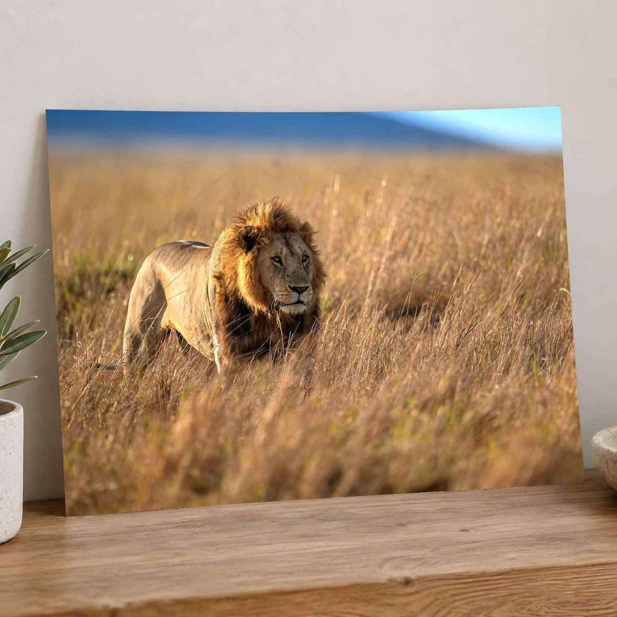 Lion Portrait in Maasai Mara, Kenya Photo Print Wall Decor