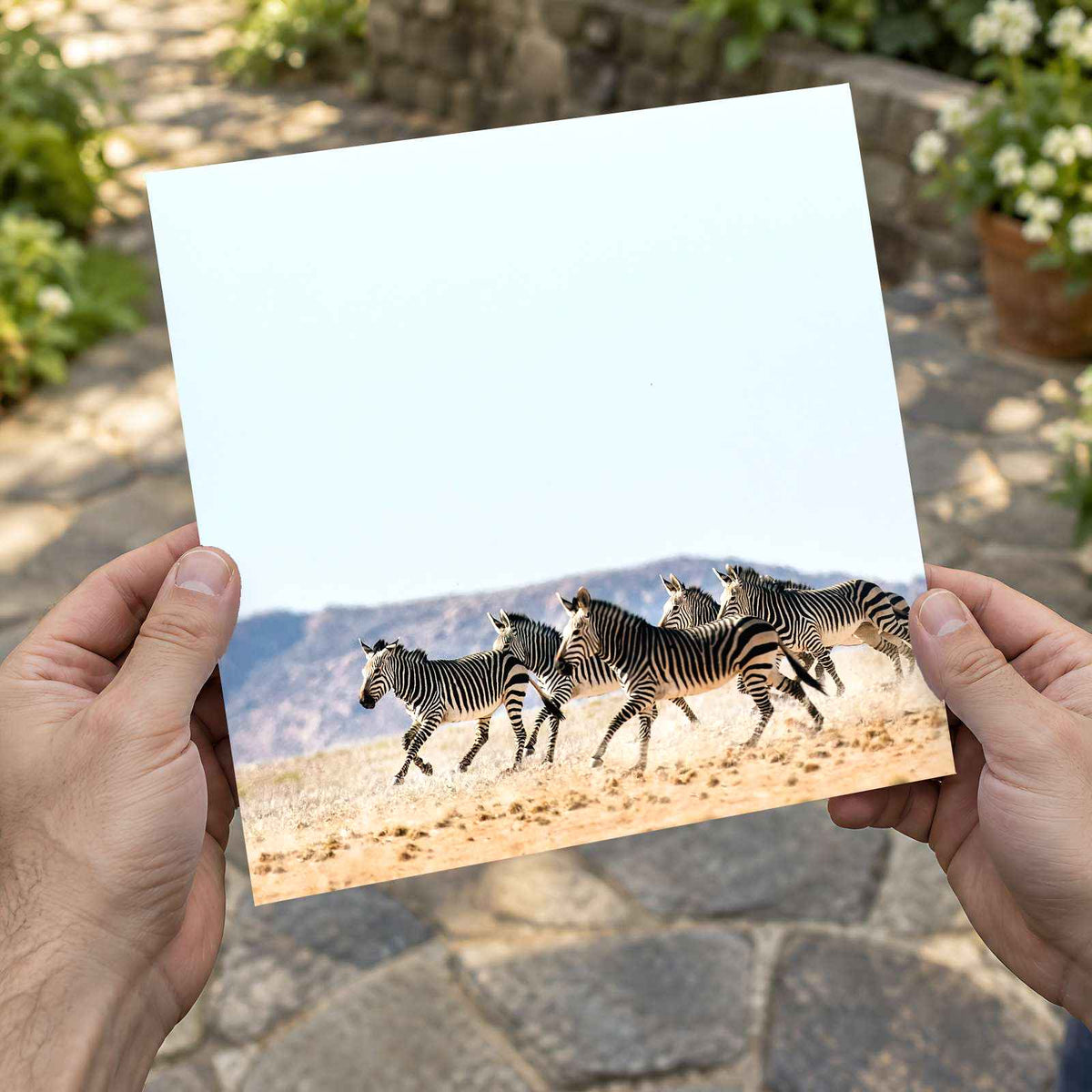 Haartmans Mountain Zebra, Africa Photo Print Wall Decor