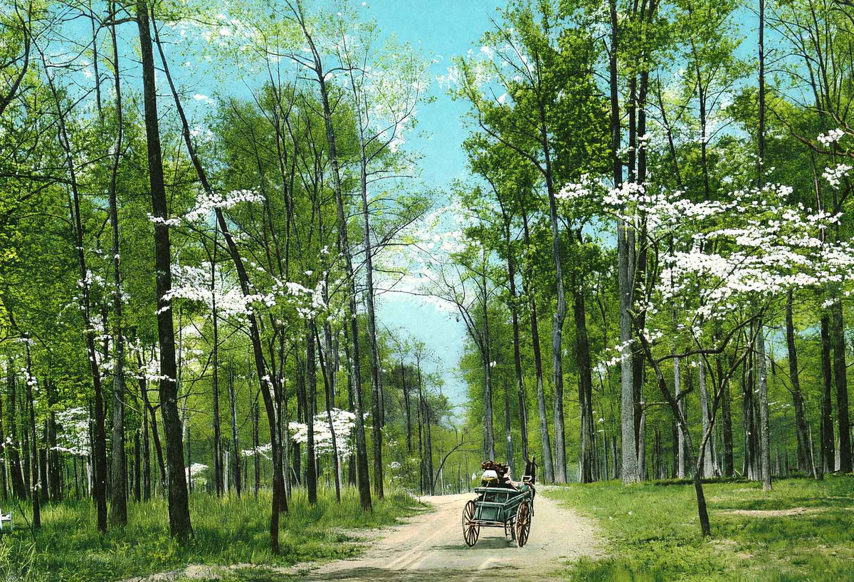 Dogwood Drive, Overton Park, Memphis, TN 1905 vintage print