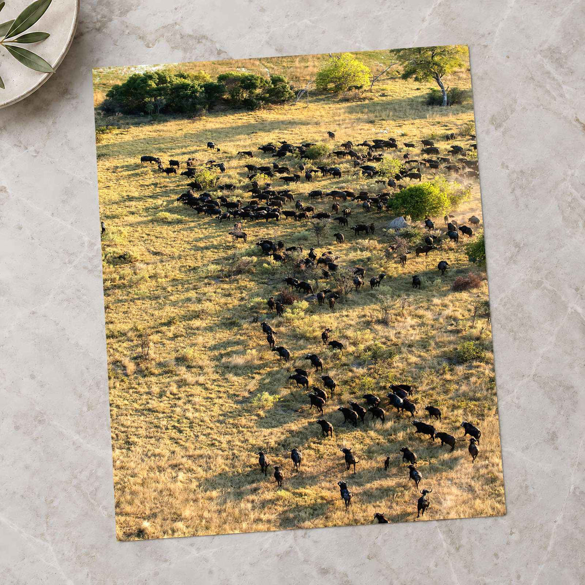Water Buffalo, Okavango Delta, Botswana Photo Print Wall Decor