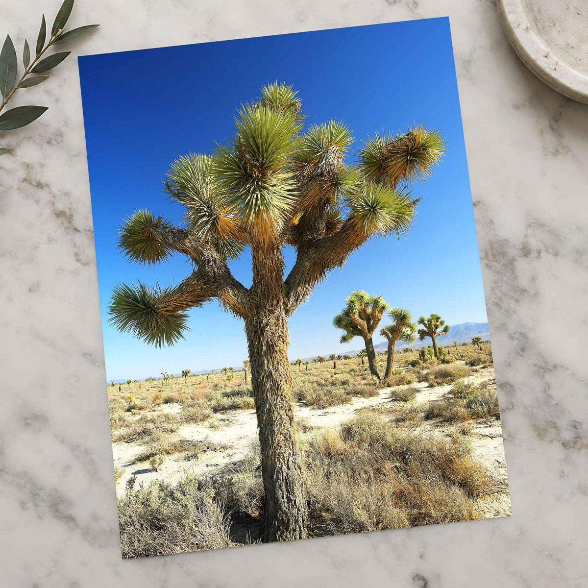 Joshua National Park Photo Print Wall Decor