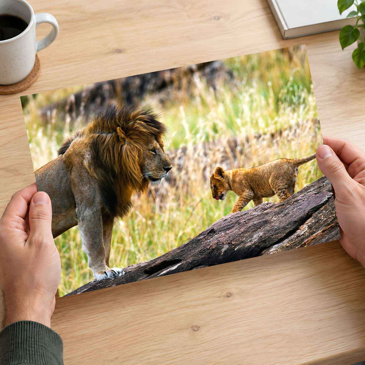 Male Lion and Cub in Africa Photo Print Wall Decor