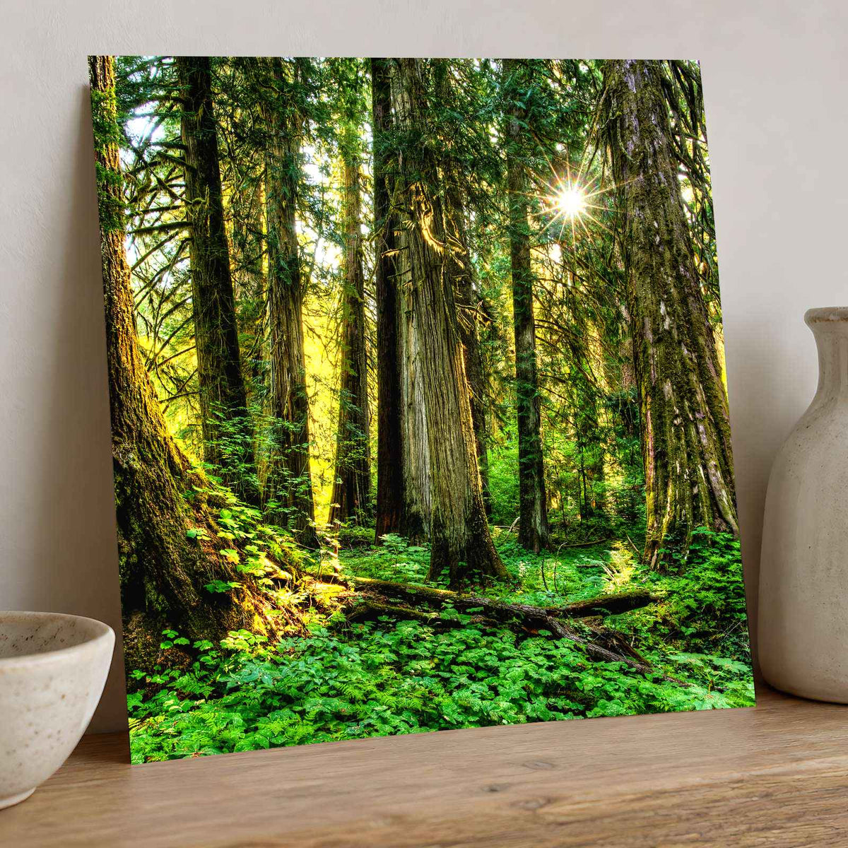 Olympic National Park Trees & Sun Photo Print Wall Decor