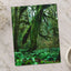 Trees and Ferns in Olympic National Park by Joshua Earle Photo Print Wall Decor