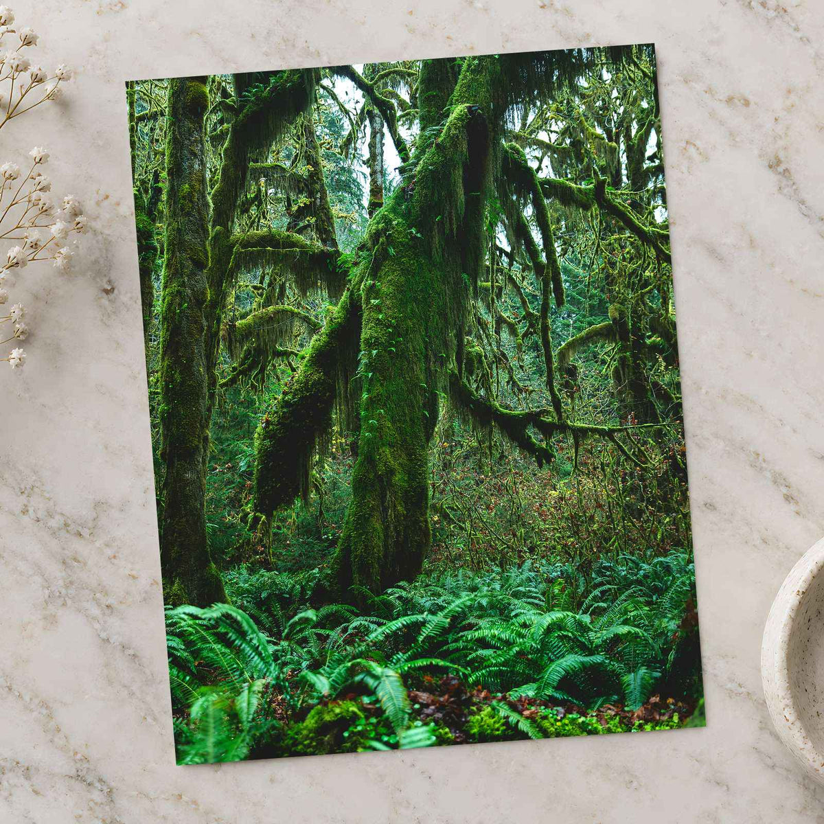 Trees and Ferns in Olympic National Park by Joshua Earle Photo Print Wall Decor