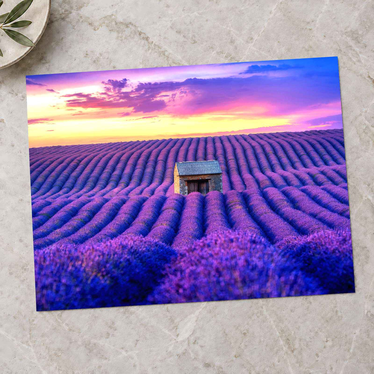 Beautiful Lavender Field at Sunset Photo Print Wall Decor